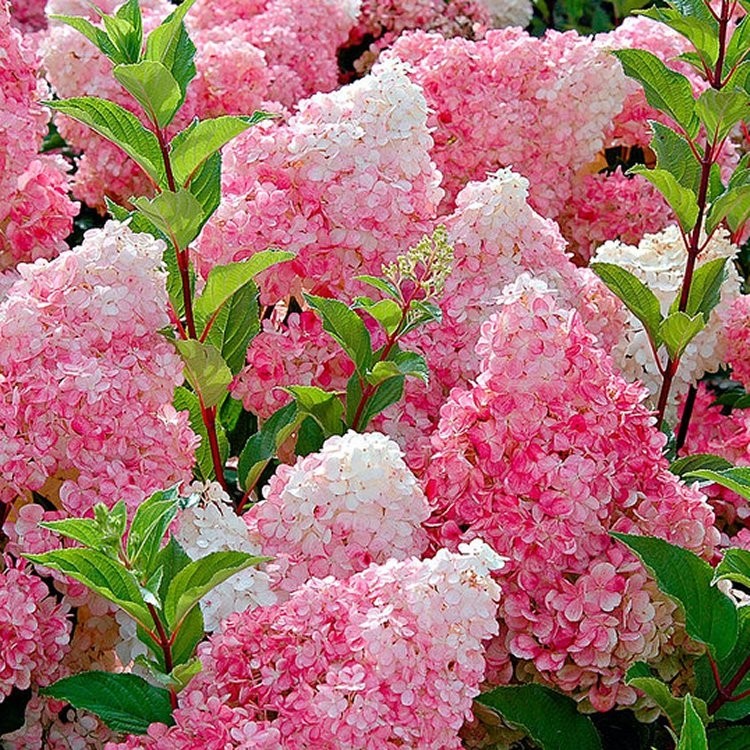 Hydrangea Paniculata Vanille Fraise