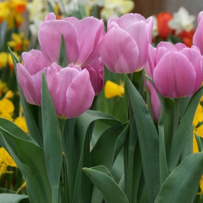 Tulip 'Synaeda Amor' - Pack of 8 Bulbs