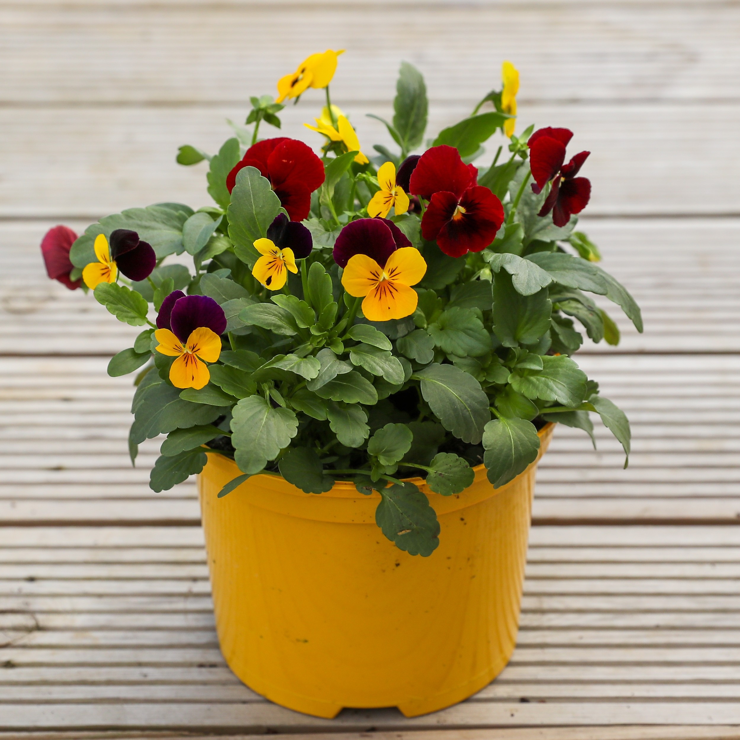 Flowering Viola - Autumn Fall - In Bud & Bloom