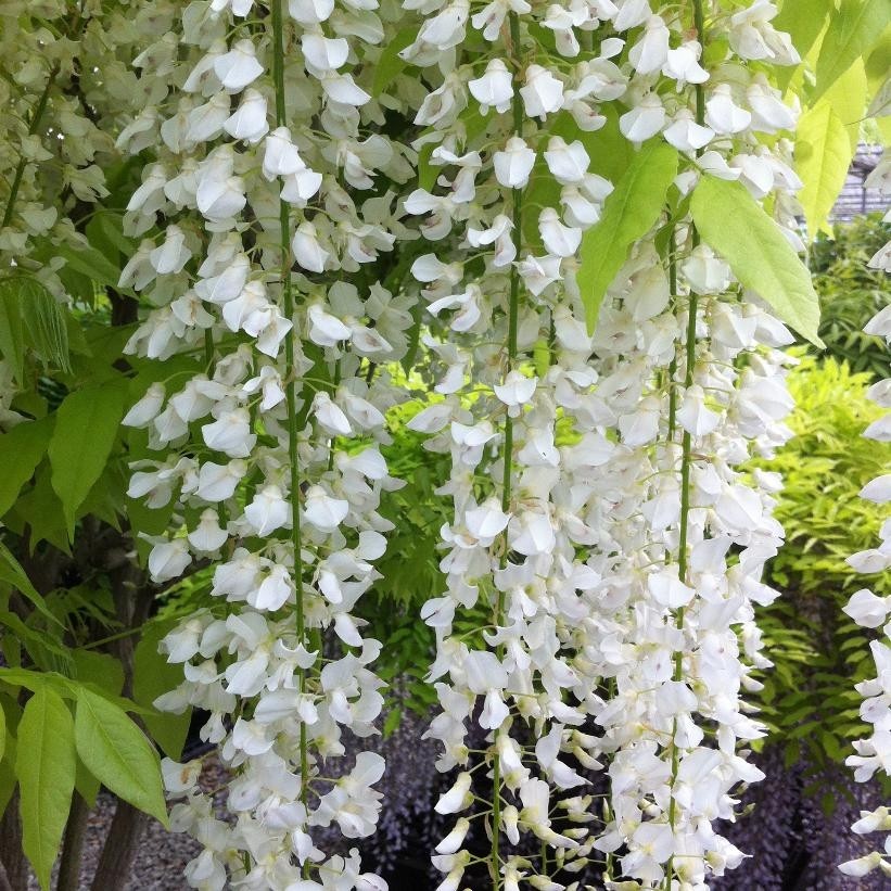 Wisteria Floribunda Longissima Alba - Shiro Noda - Rare White Japanese ...