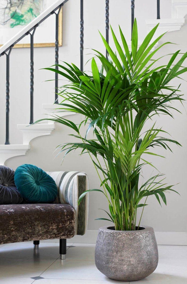 Howea forsteriana - KENTIA PALM - The best palm for indoors - Large 140 ...