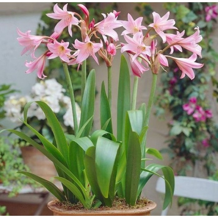 Crinum powellii rosea