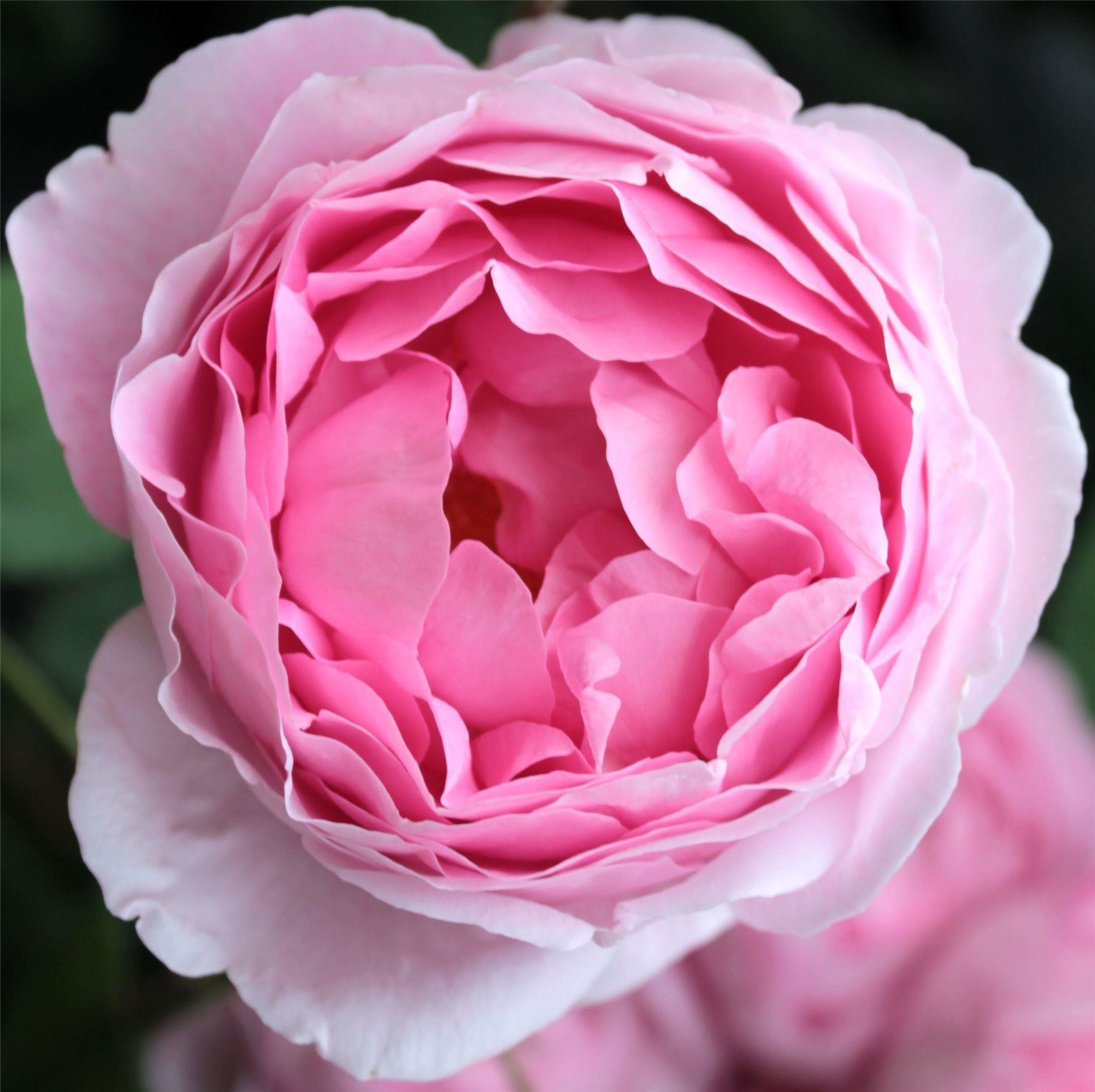 Rose Constance Spry - Climbing Rose