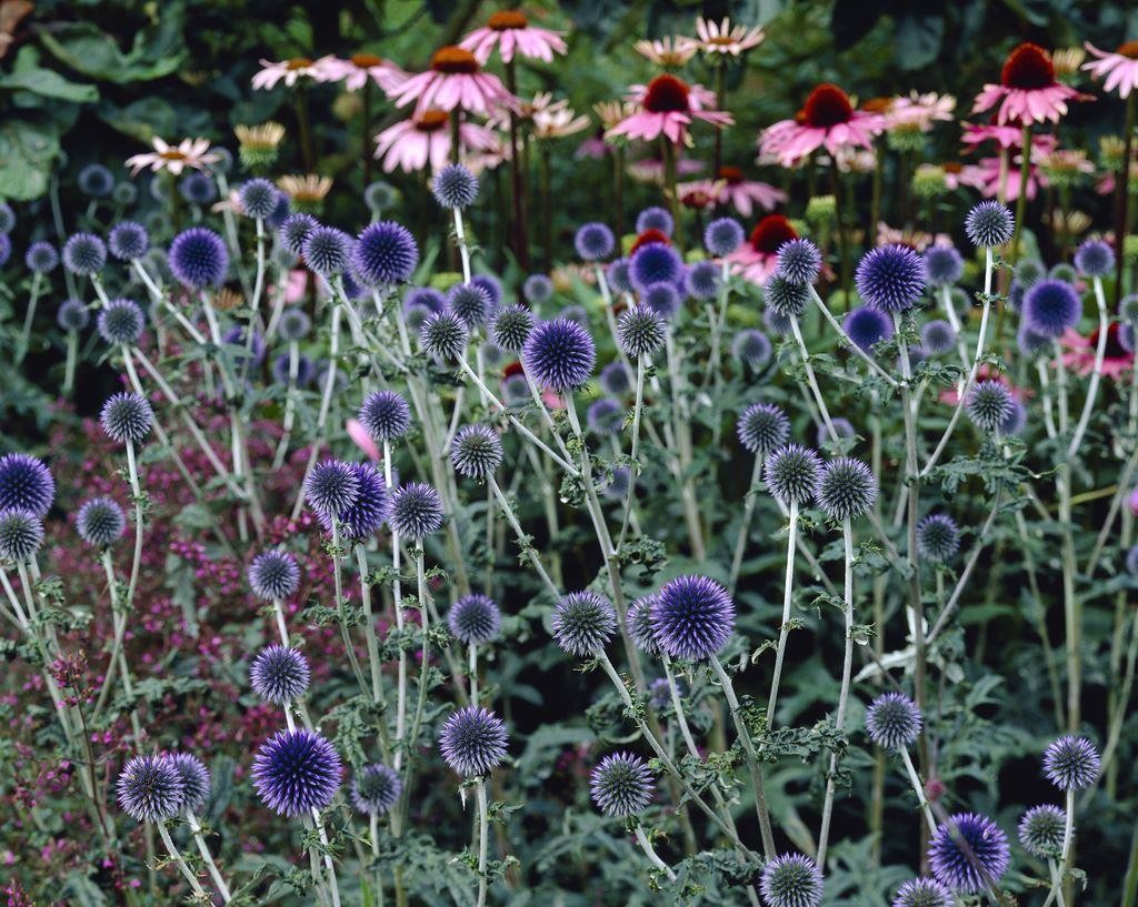 Echinops bannaticus 'Taplow Blue' - Globe Thistle