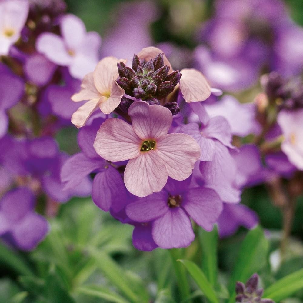 Erysimum Poem Lavender - Perennial Wallflower