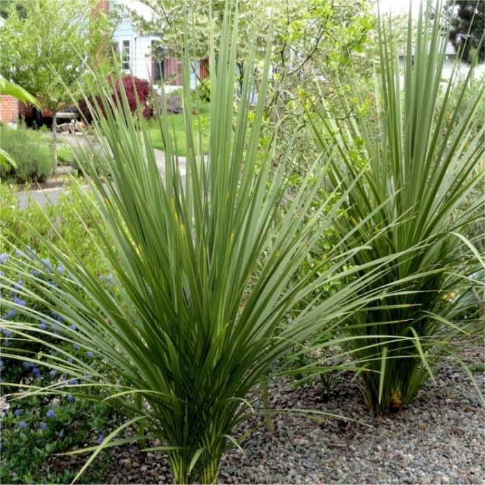 LARGE Cordyline australis Verde - Hardy Green Torbay Palm - Circa 80 ...