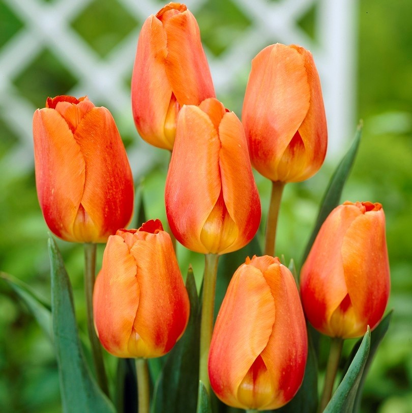 Tulip Lighting Sun - Pack of 12