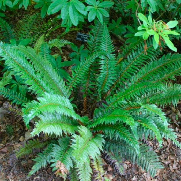 Polystichum Neolobatum - Asian Sabre Fern