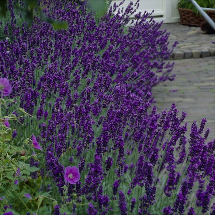 Large Lavendula Angustifolia Hidcote English Lavender Hidcote Blue