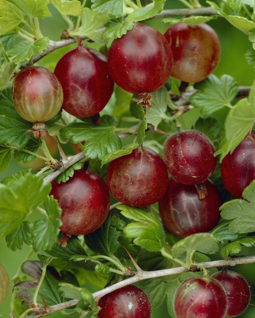 Gooseberry - Ribes Captivator