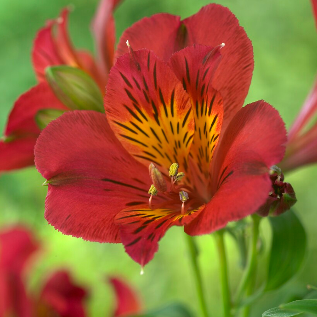 Alstromeria 'Katiana'