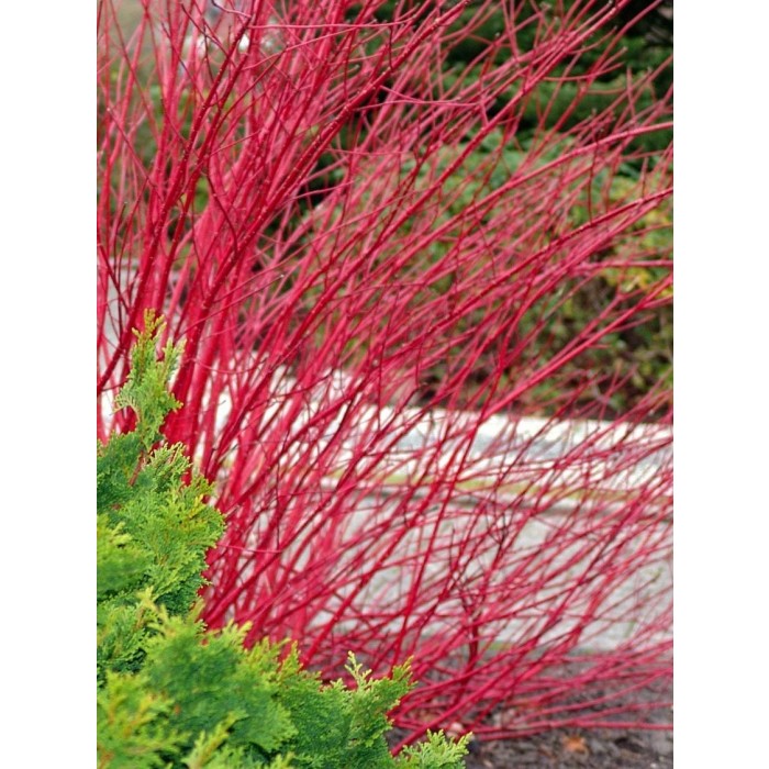 Cornus alba sibirica 'Baton Rouge'