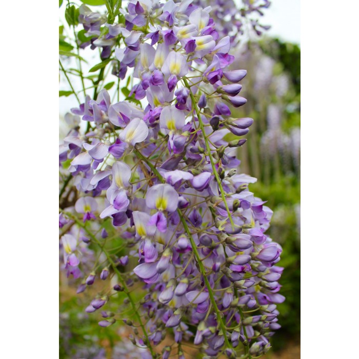 Wisteria floribunda Domino ('Issai') - Large Specimen Plant 6ft+