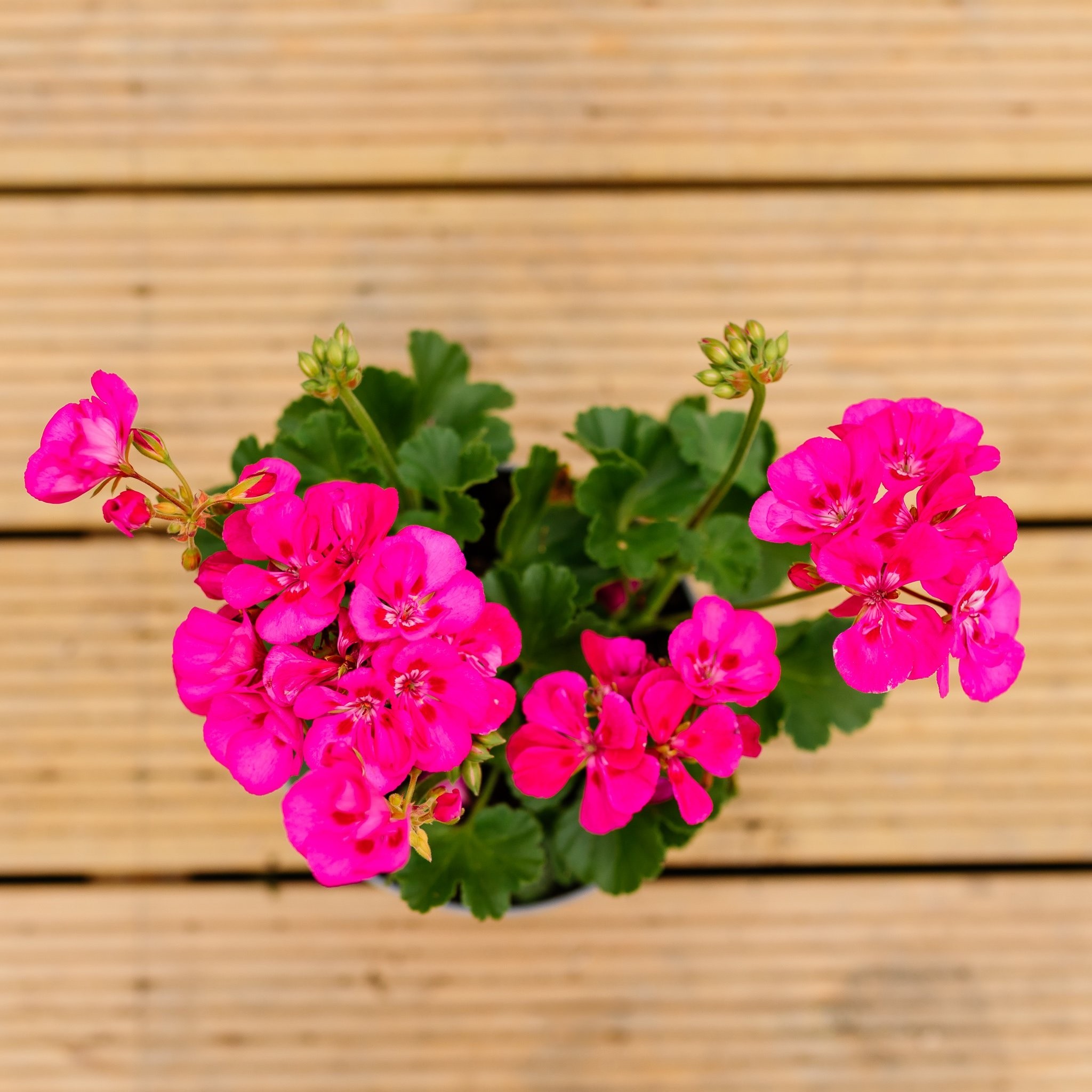 Geranium Toscana Bright Hot Pink