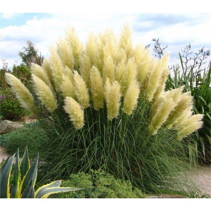 Pampas Grass - Cortaderia selloana Pumila - Dwarf Pampas Grass