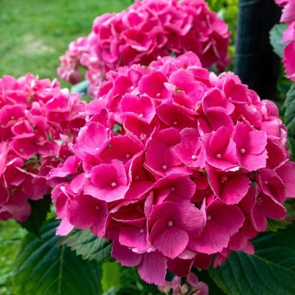 Hydrangea macrophylla Renate - Blue Mophead