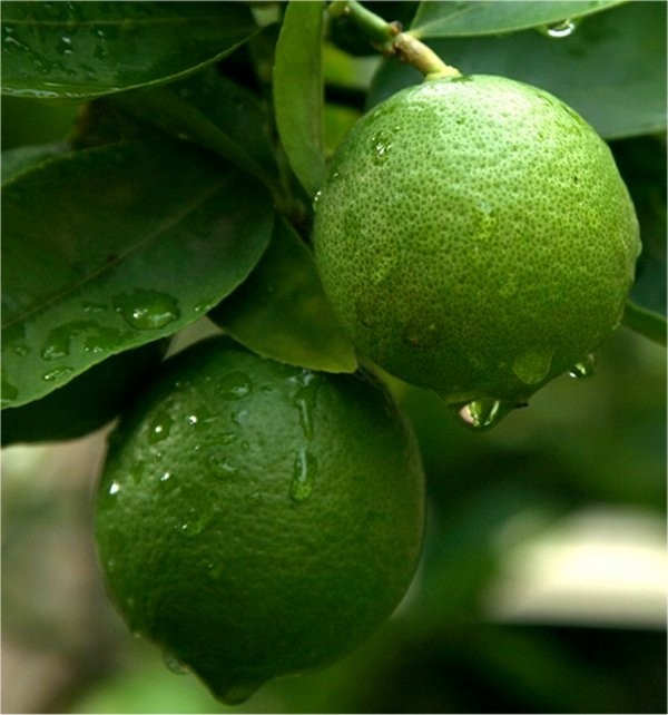 Patio Citrus Tree Collection - Orange, Lemon & Lime Tree + Free Citrus Feed