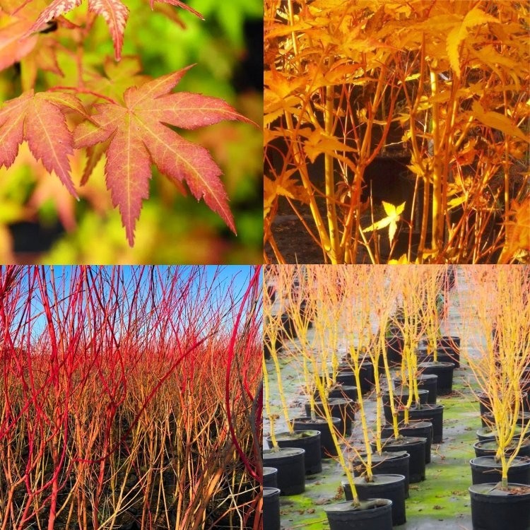 Acer palmatum Bihou - Bi Ho Golden Bark Japanese Maple Bi Hoo ...