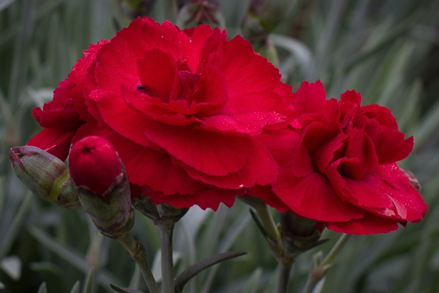 Dianthus Rebekah - Sumptuous Crimson Cherry Red Flowers - In Bud & Bloom