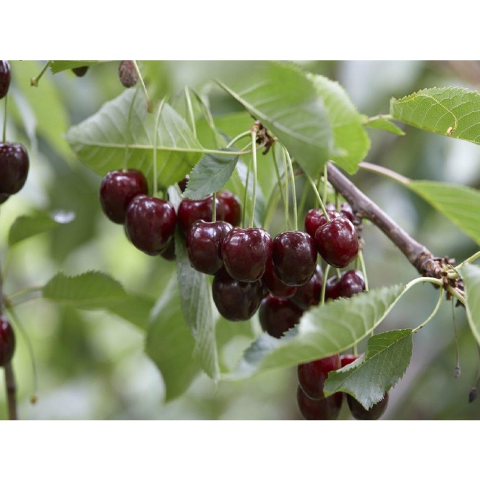 Patio Fruit Tree Cherry Prunus Avium Regina 9047