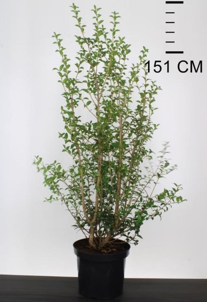 Osmanthus x Burkwoodii - Evergreen Shrub - LARGE SPECIMEN