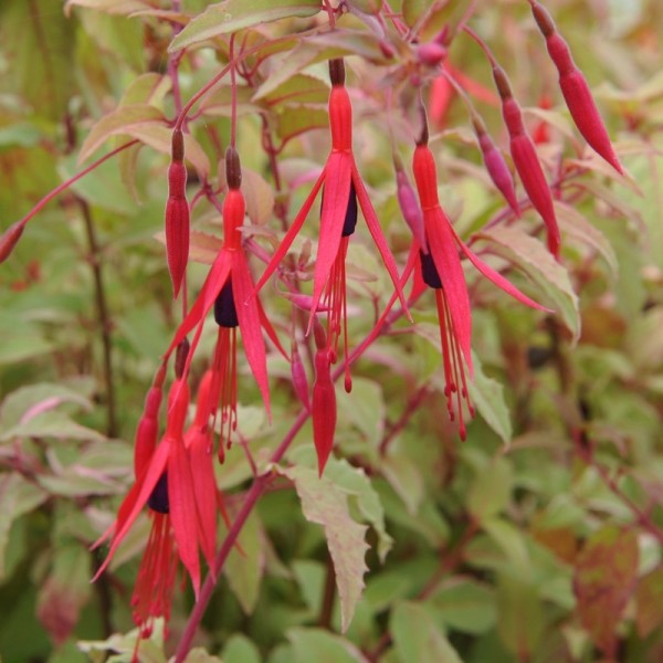 Fuchsia Shrubs For Sale UK Fuchsia Plants UK Delivery   Fuchsia Microphylla David Hardy Fuchsia C02 