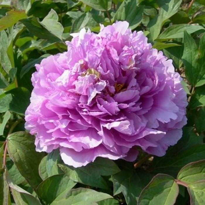 Tree Peony - Paeonia suffruticosa ‘Ling Hua Zhan Lou’ - Limpid Dews on ...