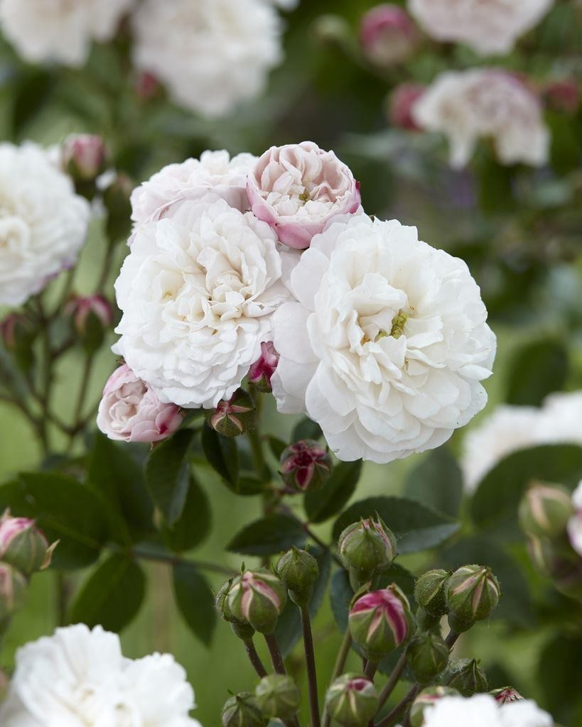 Rose Little White Pet - Shrub Rose