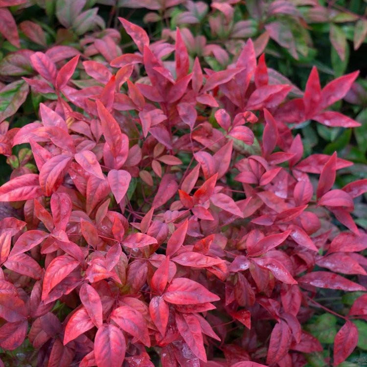 Winter Sale Nandina Domestica Firepower Sacred Or Heavenly Bamboo 