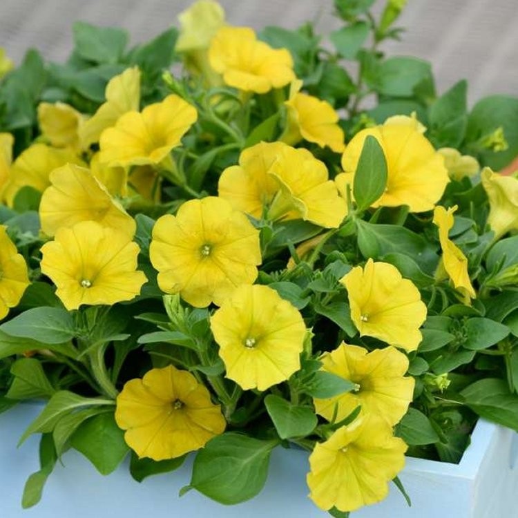 Petunia Hello Yellow