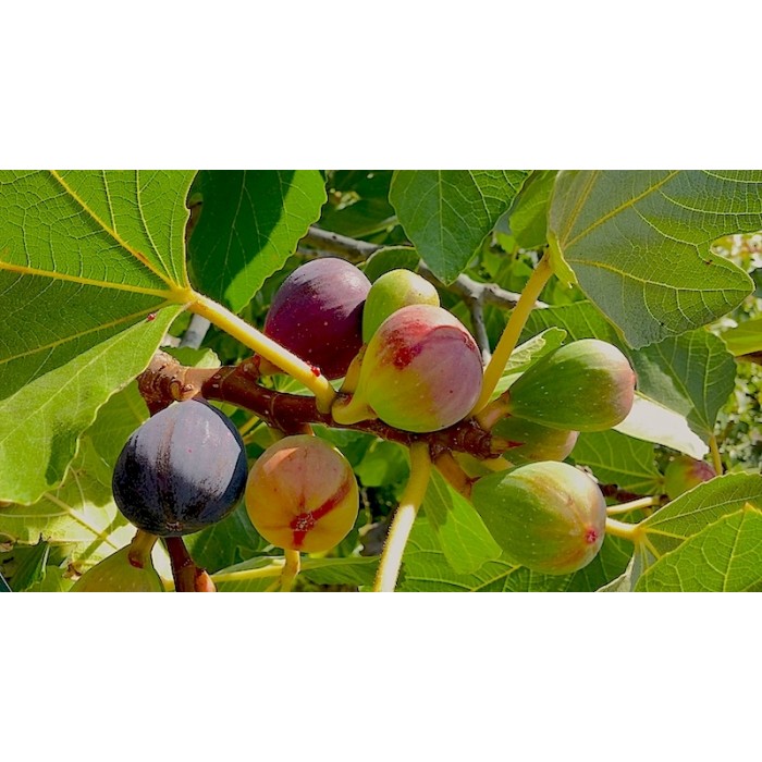 Fig - Ficus carica Sultane