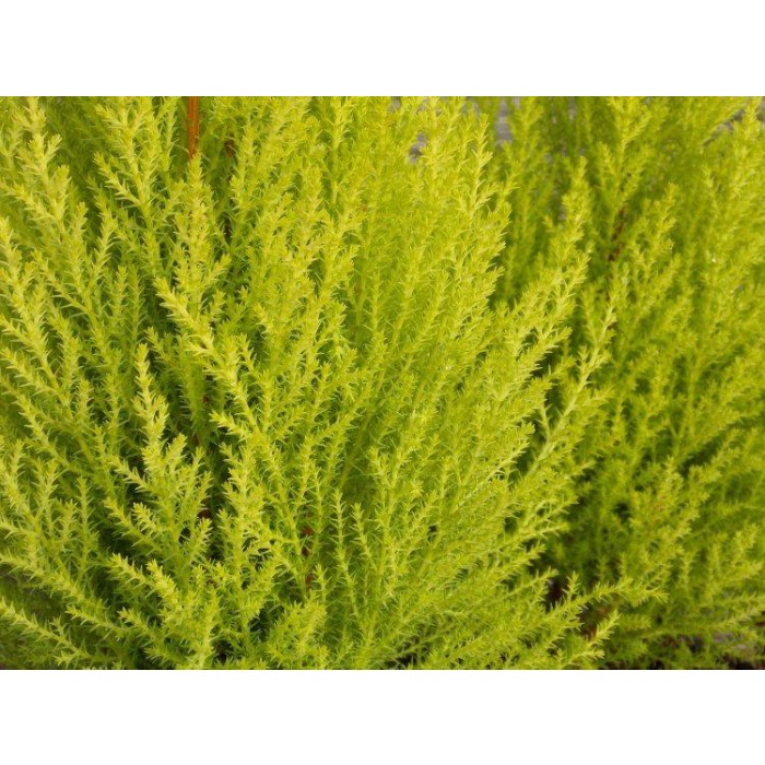 Lemon Scented Monterey Cypress Goldcrest - LARGE 80-100cms