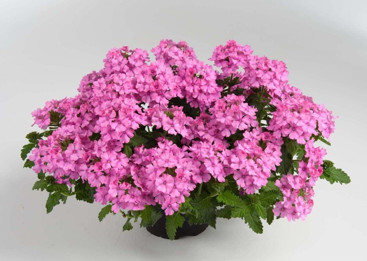 Verbena Compact Pink