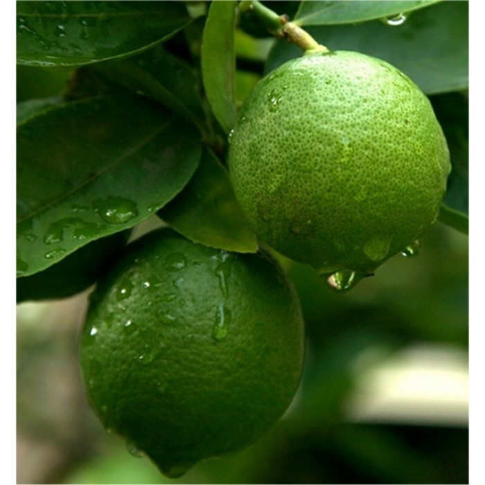 Patio Citrus Tree Collection - Orange, Lemon & Lime Tree + Free Citrus Feed