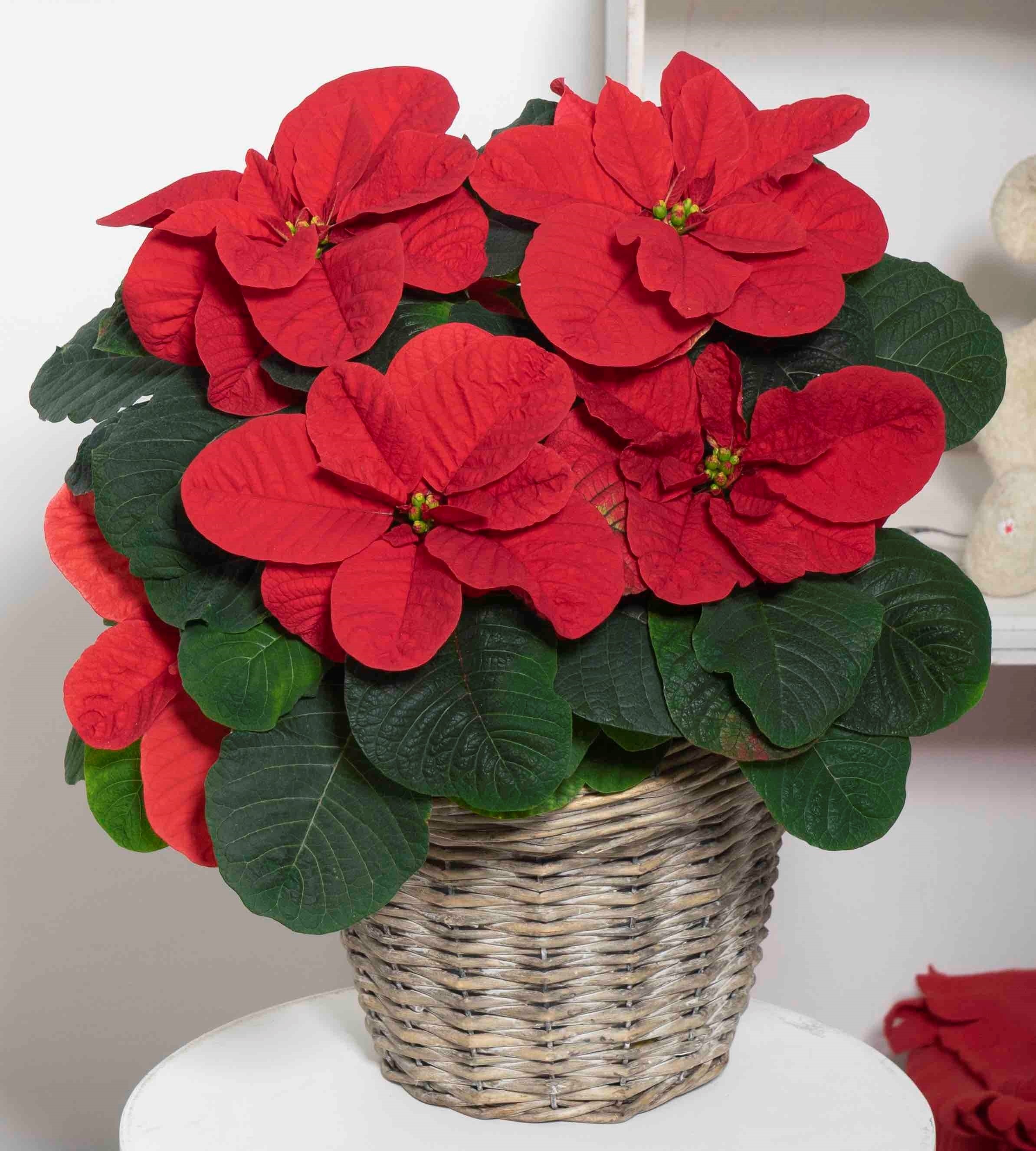 RED Poinsettia - Christmas Mouse