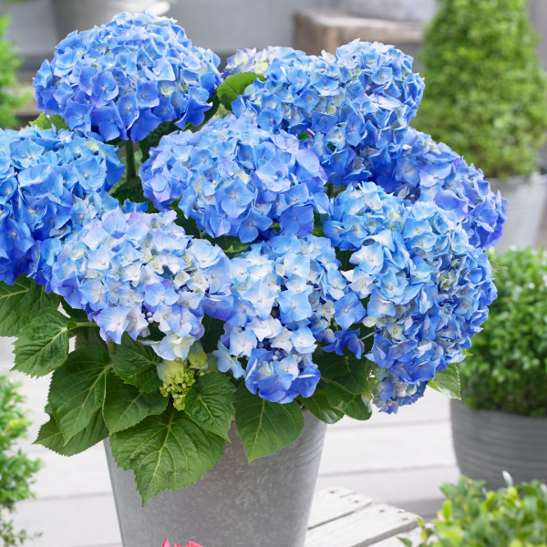 Hydrangea shrubs for sale UK | Buy Hydrangea plants online UK