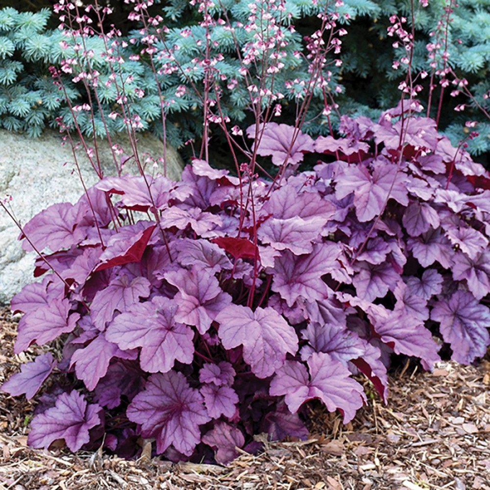 Heuchera Pink Panther