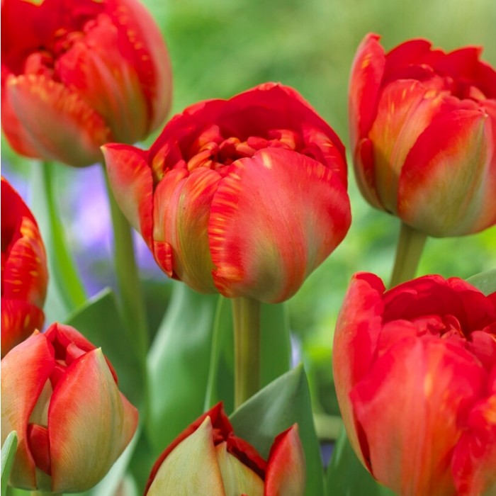 Tulip Miranda - Pack of 12