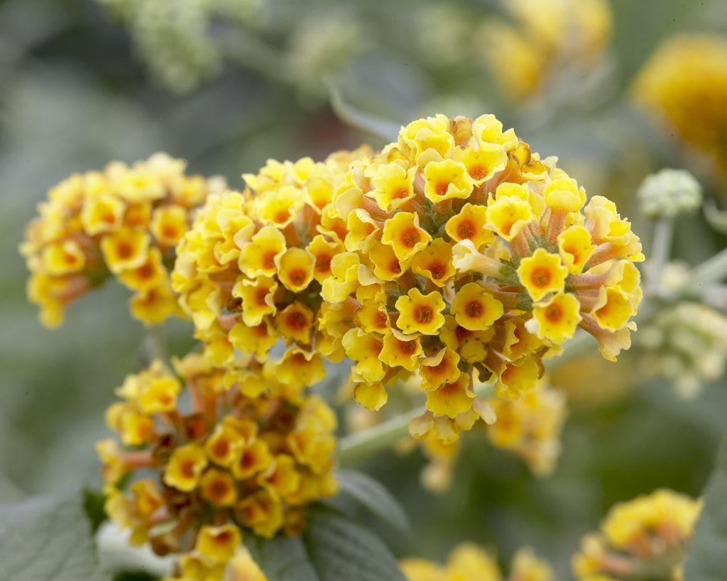 LARGE Specimen - Buddleja X Weyeriana 'Sungold' - Golden Yellow ...