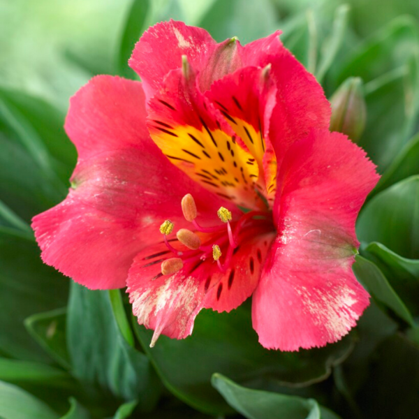 Alstromeria Plants For Sale Uk 