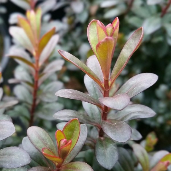 Hebe plants for sale | Buy Hebe shrubs UK delivery