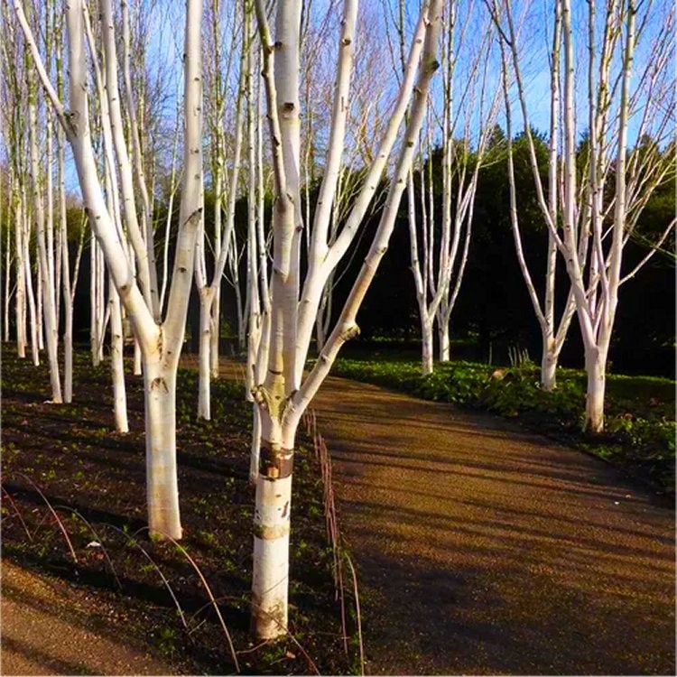 Betula utilis Jacmontii 'Snow Queen' - West Himalayan Birch Tree - 150 ...