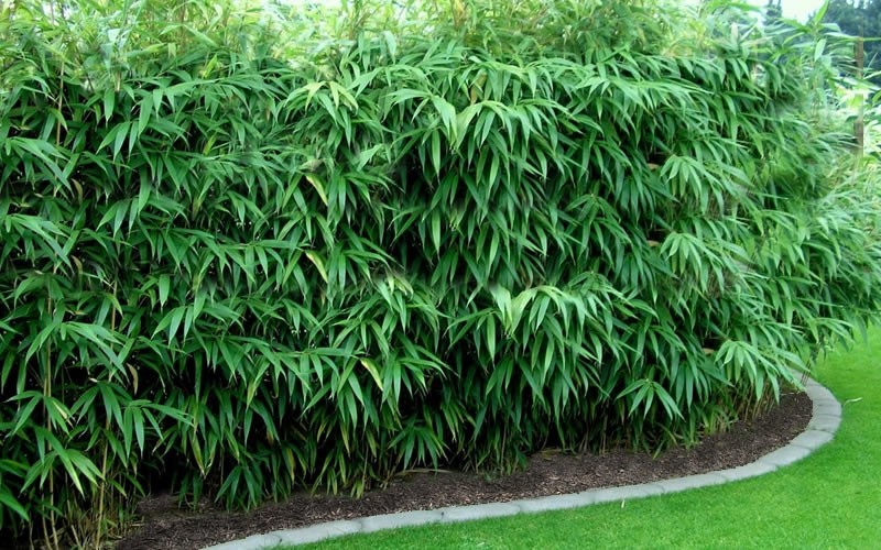 Pseudosasa japonica - Arrow Bamboo - 150-200cm tall Plants