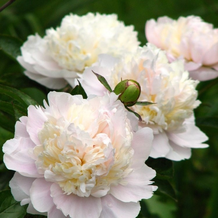 Paeonia lactiflora Shirley Temple - Classic White Peony