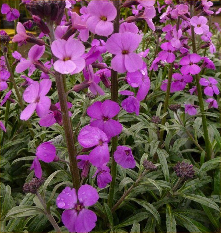 Erysimum Bowles Mauve - Perennial Wallflower - Pack Of THREE