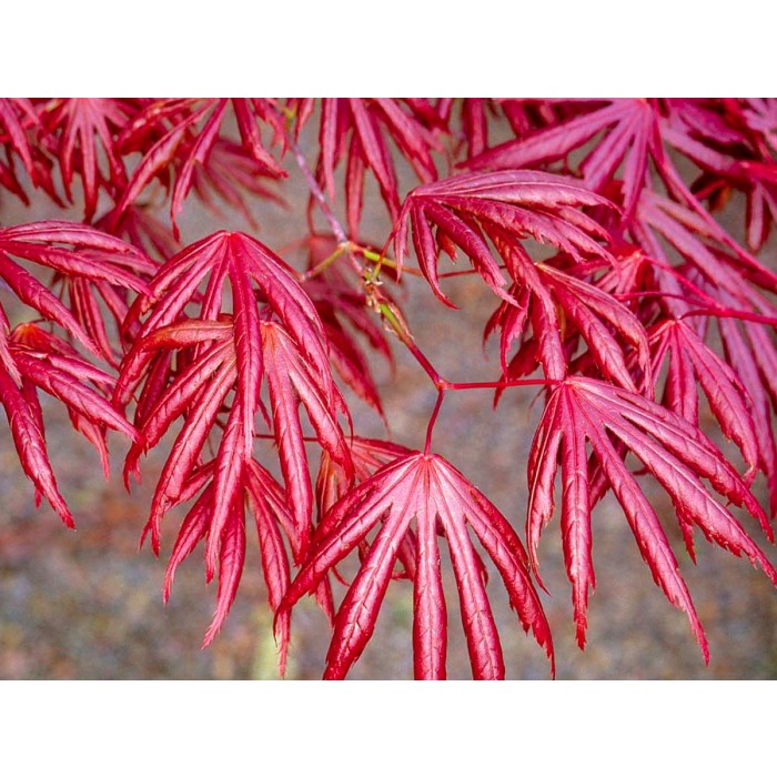 Large Acer Japanese Maple Tree Acer Palmatum Trompenburg 120 150cms