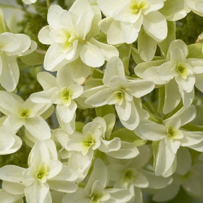 Hydrangea quercifolia Snow Queen - Oak-Leaved Hydrangea