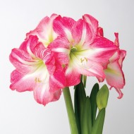 Amaryllis - Hippeastrum Bulbs