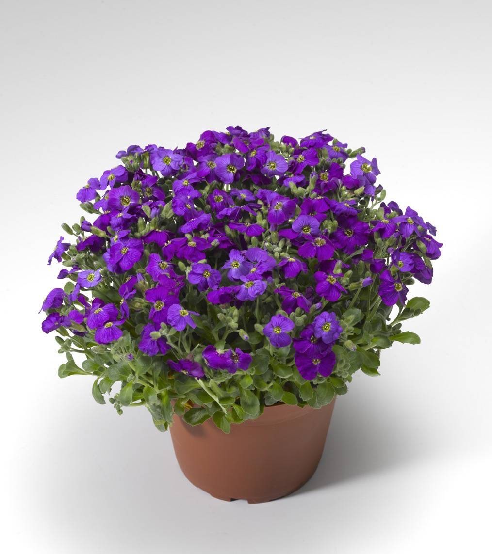 Aubretia gracilis Kitte Blue