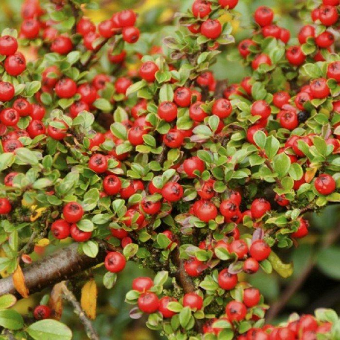 Cotoneaster Horizontalis